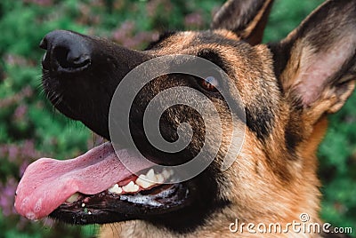 Muzzle of a dog close-up. The eyes of a German shepherd. Stock Photo