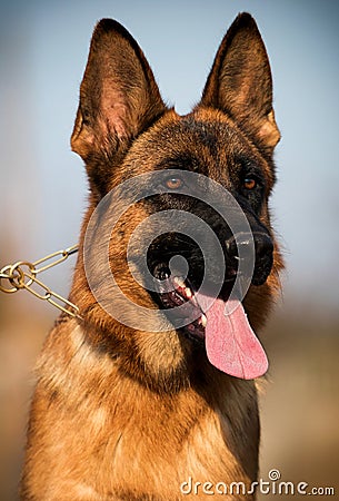 portrait german shepherd dog Stock Photo