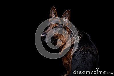 Portrait of a German Shepherd dog on a black background Stock Photo