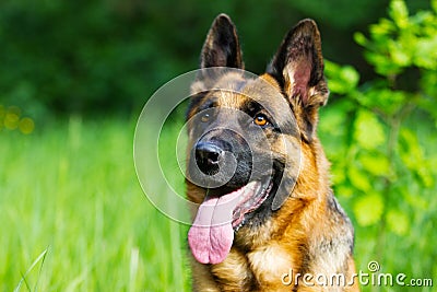 Portrait german shepherd dog Stock Photo