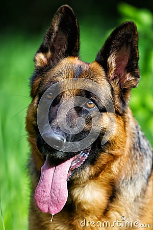 Portrait german shepherd dog Stock Photo