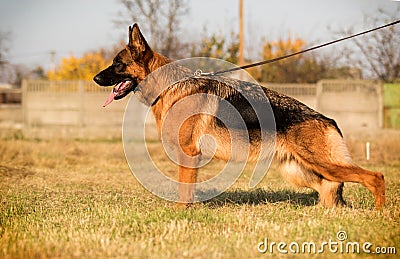 portrait german shepherd dog sitting Stock Photo