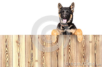 Portrait of a German Shepherd puppy, peeking from behind a fence Stock Photo