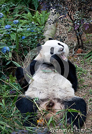 Portrait of giant panda ,Ailuropoda melanoleuca, or Panda Bear. Close up of giant panda lying and eating bamboo Stock Photo