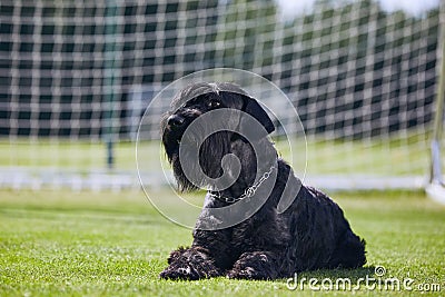 Portrait of Giant Schnauzer Stock Photo