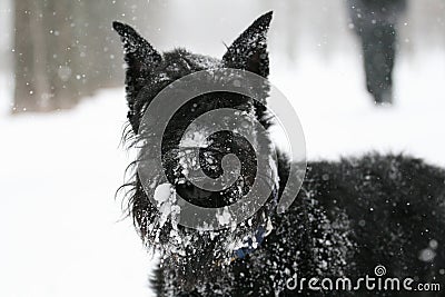 Portrait Giant Schnauzer stands in deep snow in winter. Wash a lot of snow. T Stock Photo
