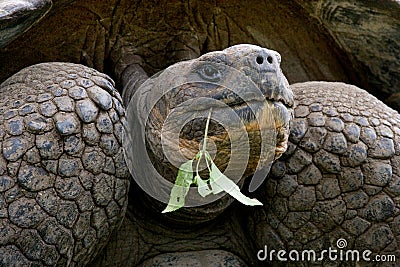 Portrait of giant tortoises. The Galapagos Islands. Pacific Ocean. Ecuador. Cartoon Illustration