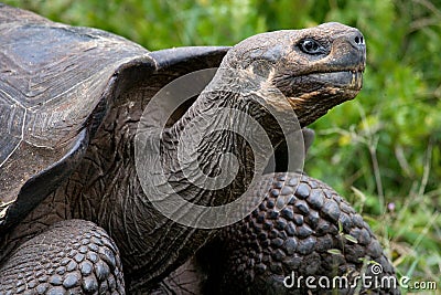 Portrait of giant tortoises. The Galapagos Islands. Pacific Ocean. Ecuador. Cartoon Illustration