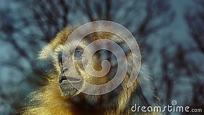 Portrait of a gibbon (Hylobatidae) in a zoo Stock Photo