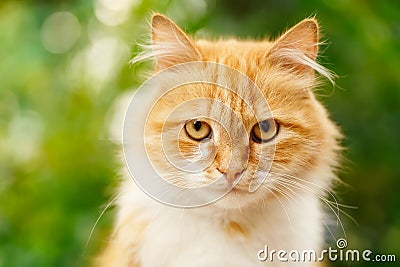 Portrait of ginger cat Stock Photo