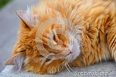 Portrait of Ginger cat sleeping outdoors Stock Photo