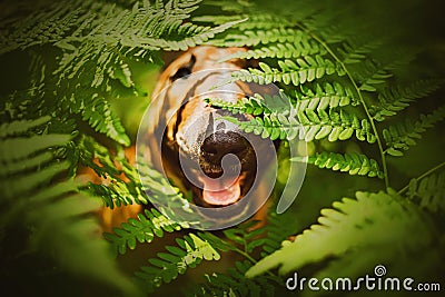 A ginger happy bull terrier sitting among the large green leaves of a fern on a sunny summer day. A walk in the park with a dog. Stock Photo