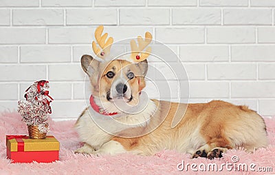 portrait of ginger puppy dog Corgi lying in Christmas reindeer antlers next to gift box and fir tree Stock Photo