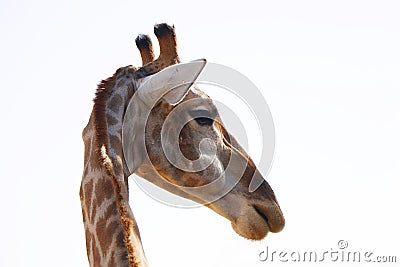 portrait giraffe headshot isolated with white background Stock Photo