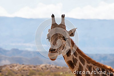 Portrait of giraffe watching on you Stock Photo