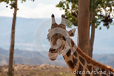 Portrait of giraffe watching on you Stock Photo