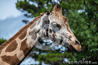 Portrait of a Giraffe at Zoo Stock Photo