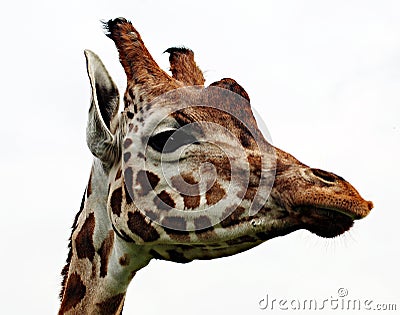 Portrait of giraffes head Stock Photo