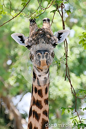 Portrait giraffes, South Luangwa National Park, Zambia Stock Photo