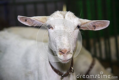 Portrait of a goat breed Zaanenskaya c beautiful eyes on the background of a green fence. Sheep farming, agriculture Stock Photo