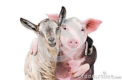 Portrait of a goat and a pig embracing each other Stock Photo
