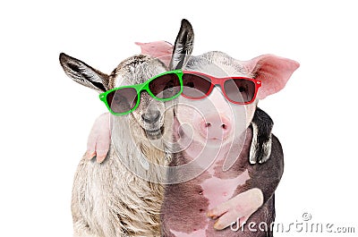 Portrait of a goat and a pig embracing each other in sunglasses Stock Photo