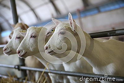 Portrait of goats waiting for food Stock Photo