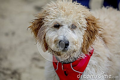 Portrait of a golden doodle Stock Photo