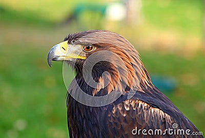 Portrait of a Golden Eagle Stock Photo