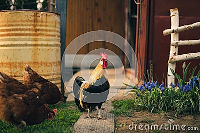 Portrait of golden phoenix cock with group of domestic hens feeding on the farm. Chickens with beautiful cock standing on the Stock Photo