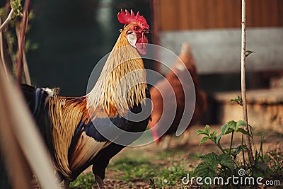 Portrait of golden phoenix cock with group of domestic hens feeding on the farm. Chickens with beautiful cock standing on the Stock Photo