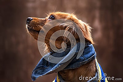 Portrait of golden puppy. Puppy with scarf jean. Stock Photo