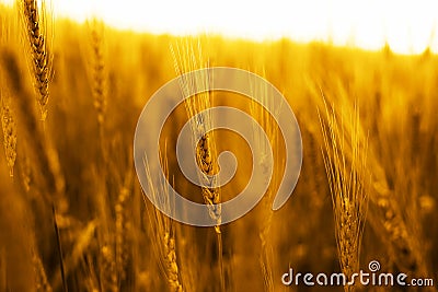 Portrait of golden wheat fields Stock Photo