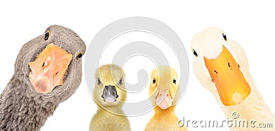 Portrait of a goose, gosling, duckling, duck Stock Photo