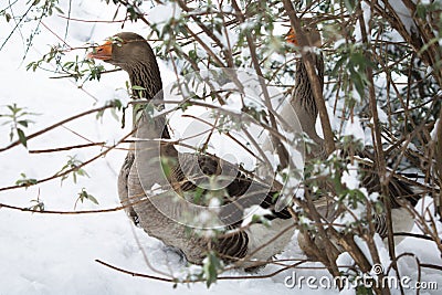 Portrait of goose couple hiding under tree not used to cold temperatures in snowy winter in southern france Stock Photo