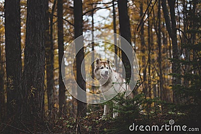 Portrait of attentive Siberian Husky dog sitting in the bright enchanting fall forest at dusk Stock Photo