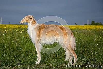 Portrait of gorgeous dog breed russian borzoi standing in the green grass and yellow buttercup field in summer Stock Photo