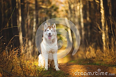 Portrait of gorgeous, happy, free and prideful Beige and white dog breed Siberian Husky sitting in the bright autumn forest at Stock Photo