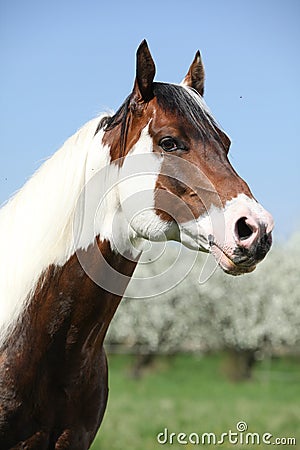 Portrait of gorgeous paint horse stallion in spring Stock Photo