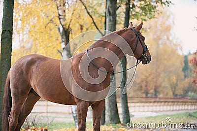 Portrait of graceful red horse standing on manege Stock Photo