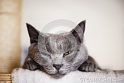 Portrait of a gray cat of chartreux breed at home Stock Photo