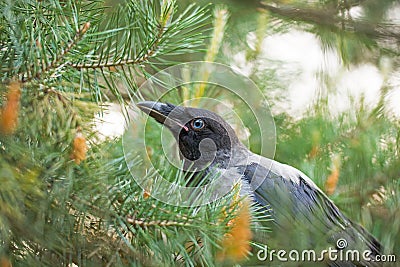 Portrait of a gray crow. Stock Photo