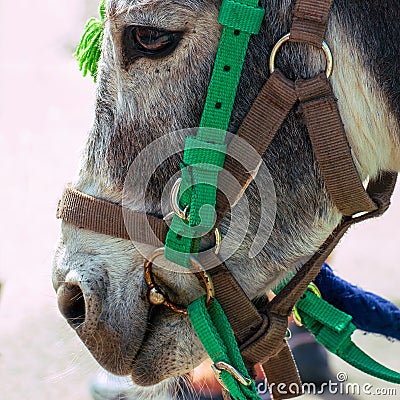 Portrait of a gray donkey in bridle Stock Photo