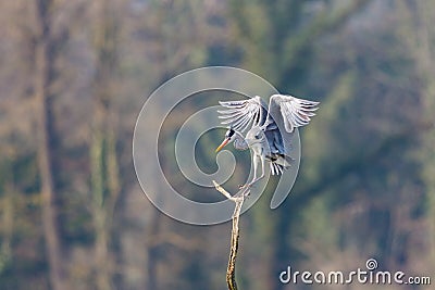 Portrait of gray heron bird ardea cinerea landing on branch tr Stock Photo