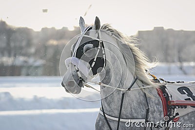 Portrait of a gray horse Orlov trotter breed in motion on racetrack Editorial Stock Photo