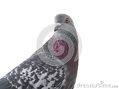Portrait gray pigeon Stock Photo