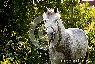 Portrait of gray pony in summer Stock Photo