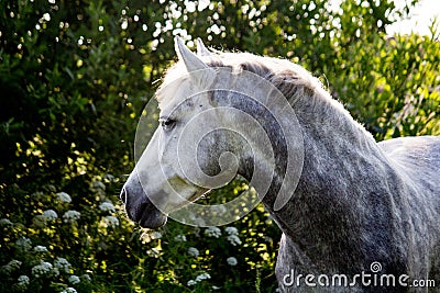 Portrait of gray pony in summer Stock Photo