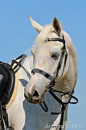 Portrait of gray sportive horse Stock Photo