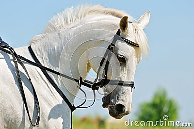 Portrait of gray sportive horse Stock Photo